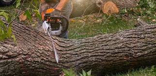 Best Firewood Processing and Delivery  in USA